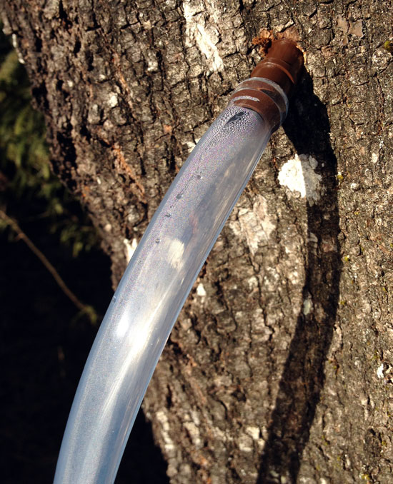 maple tree sap tap