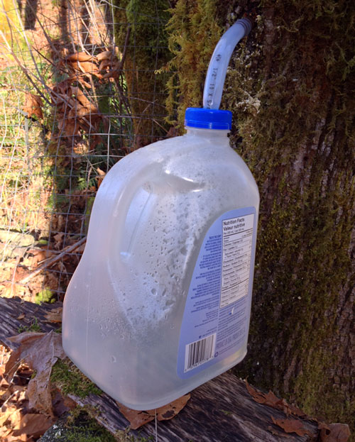 maple water collection in jug