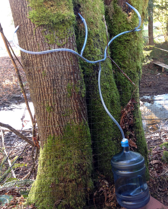 tapping three maple trees at a time