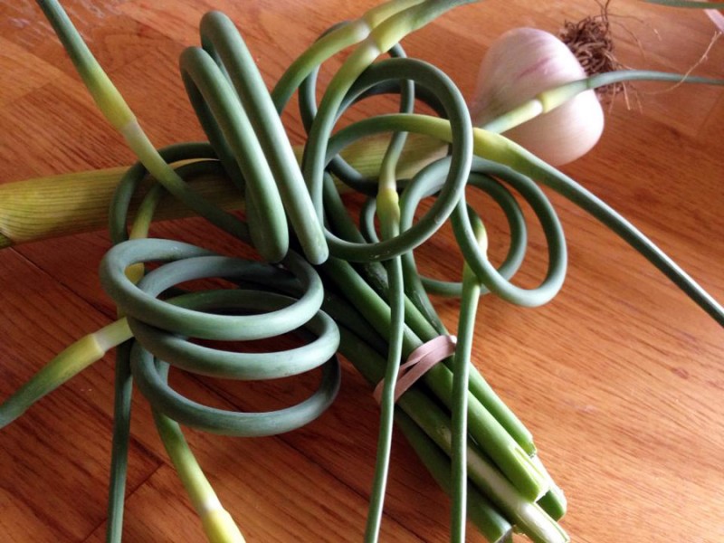 garlic scapes with bulb of garlic