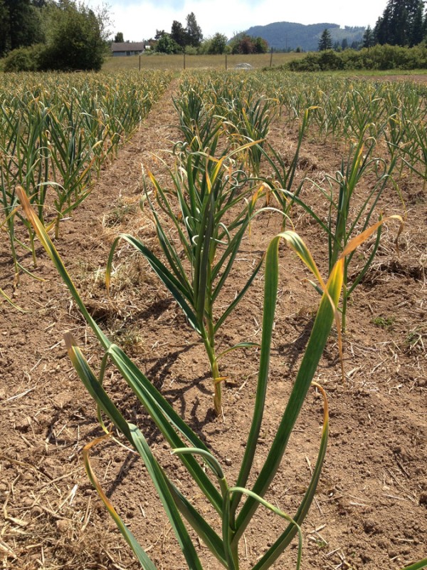 garlic plants in field