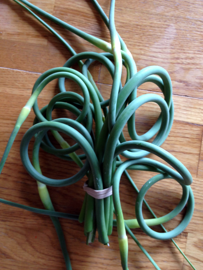 bunch of curly garlic scapes